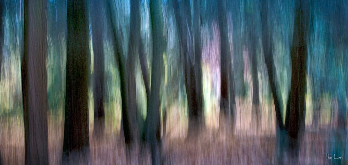 In the Woods – Philip Laurell Photographer