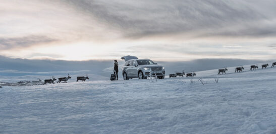 Girl loading car with suitcase in winter landscape while reindeers passing in a single file in the background